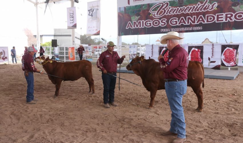Feria Tamaulipas será sede del Segundo Concurso del Novillo Gordo