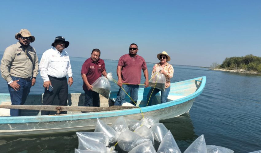 Avanza repoblamiento pesquero en Tamaulipas con la siembra de 200 mil alevines
