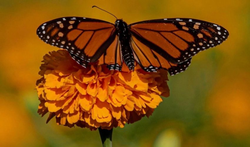 Impulsa Tamaulipas polinización en ruta de la mariposa monarca