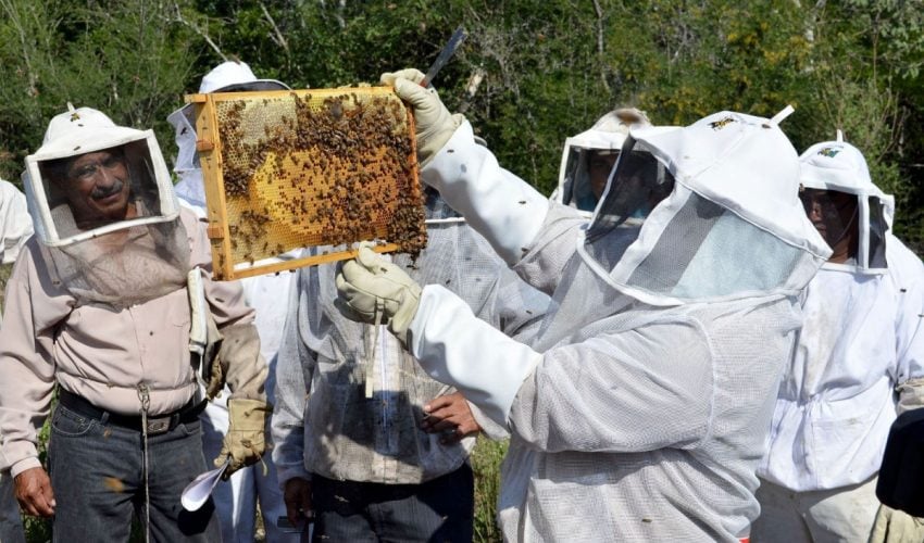 Impulsa Gobierno de Tamaulipas el relevo generacional en la apicultura
