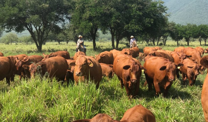 Apuesta Tamaulipas a la ganadería con inversión millonaria