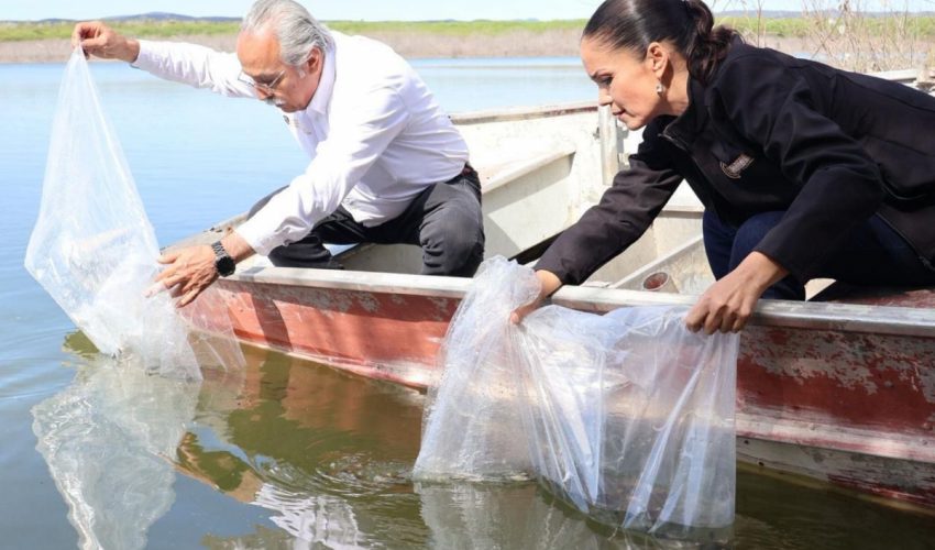 Promueven repoblamiento pesquero en Tamaulipas con la liberación de 8 mil alevines