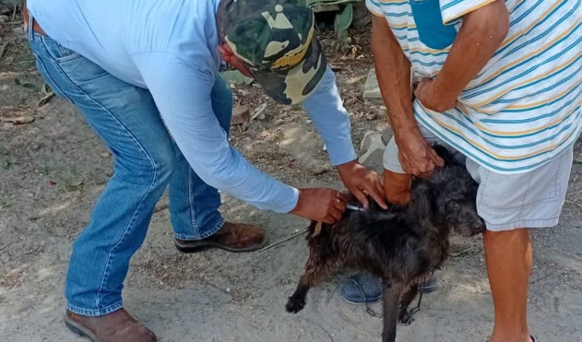 Realizará SST e IMSS-Bienestar campaña masiva de vacunación antirrábica