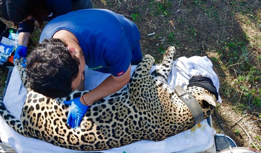 Jaguar rescatado sano y salvo en Gómez Farías: Comisión de Parques