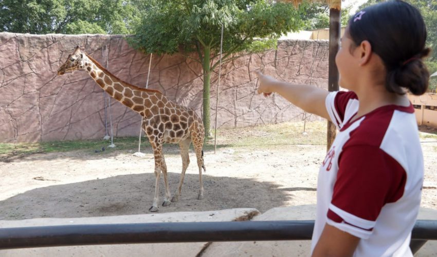 Ofrece Comisión de Parques Zoo Visitas