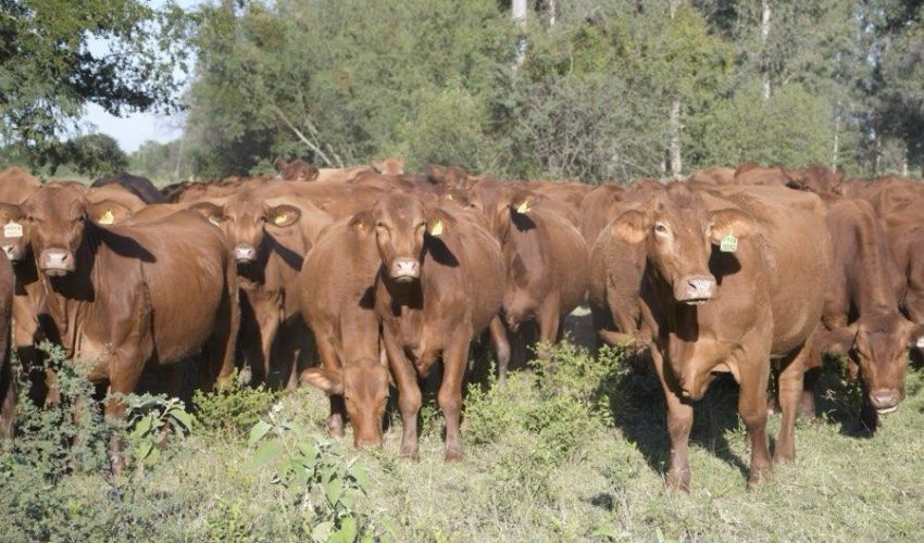 Refuerzan campaña contra la rabia paralítica bovina en Tamaulipas
