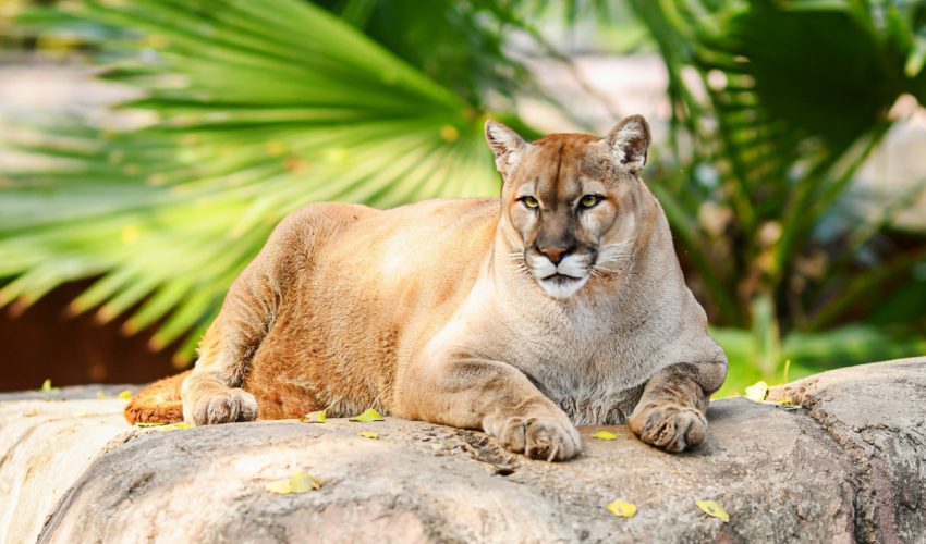 Buscan renovar experiencia del Zoológico Tamatán con nuevas especies
