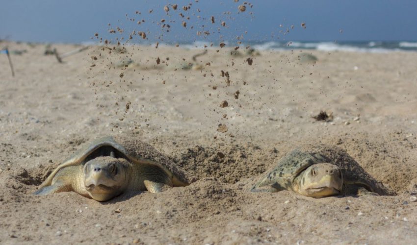Registra Tamaulipas primera anidación de tortuga lora de la temporada 2026