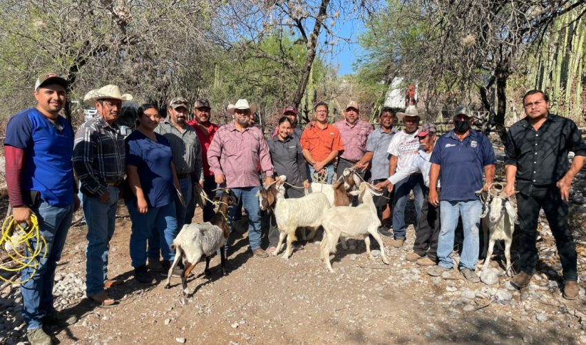 Impulsan evaluación reproductiva de sementales caprinos en Jaumave
