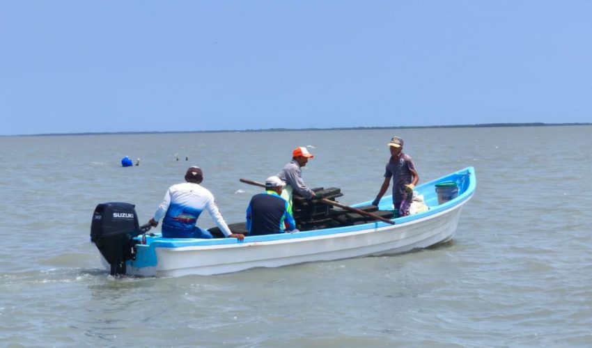 Refuerzan acciones para el crecimiento sostenible del ostión en Aldama